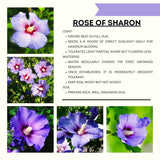 Live Purple Rose Of Sharon Shrub, 6-14 Inch Potted Landscape Flower Bush