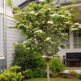 Live White Kousa Dogwood Plant, 1 Ft Tall Ornamental Tree For Outdoors