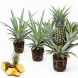 3 Live White Jade Pineapple Plants, Well-Rooted Fruit, 5-8 Inches Tall