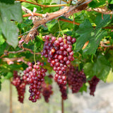 Live Muscadine Grape Vine For Home Gardens, Red Fruit, 5-8 Inches Tall