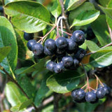 Live Black Chokeberry Berry Bush, 8-14 Inches Tall In A Quart Container