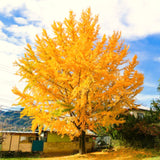 Live Ginkgo Biloba Tree Seedling, 6-12 Inch Ornamental Tree, Quart Pot