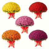 2 Live Mixed Mums, 5-7 Inch Outdoor Flower Plants For Garden Containers