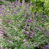 Buddleia Live Starter Shrub, Light Blue Butterfly Bush, 4 To 6 Inches Tall