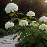Live Old White Snowball Viburnum Blooming Shrub Plant, 8-12 Inches Tall