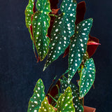 2 Live Begonia Angel Wing Maculata Plants, 5-9 Inch Tall, Indoor Foliage