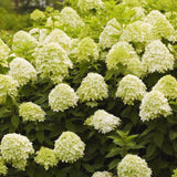 2 Rooted Hydrangea, Live Plants, Light Green Flower Shrubs, 4-Inch Pot