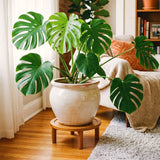 2 Monstera Deliciosa Live Tropical Houseplants, Approximately 5 Inches Tall