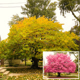 Redbud Flowering Tree In Quart Pot, Spring Blooms For Garden Border Use