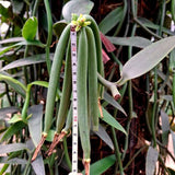 Green Vanilla Vine Live Plant, 3-7 Inches, For Outdoor Flower Garden Spaces