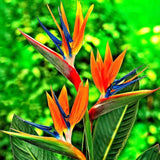 2 Live Strelitzia Reginae Plants, Mixed Bird Of Paradise, 4-8 Inches Tall