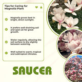 Saucer Magnolia Live Tree, 6-12 Inch Flowering Plant, Cold Hardy Shrub
