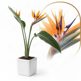 2 Yellow Bird Of Paradise Live Plants, 5-9 Inch Strelitzia Reginae, No Pot