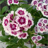 10 Live Red Dianthus Plants, Outdoor Flower Plants For Outside Planting