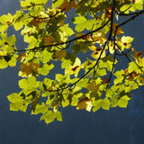 Live Sycamore Shade Tree Seedling, 6 To 12 Inches Tall, Quart Pot Plant