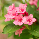 Pink Weigela Shrub, 6-12 Inch Potted Live Sapling For Outdoor Garden Beds
