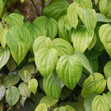 Well-Rooted Black Pepper Vine, Live Piper Nigrum Plant, 4-6 Inches Tall