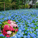 Live Hydrangea Flowering Shrub Plant, Deep Blue Purple, 5-9 Inches Tall