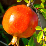 3 Live Red Pomegranate Trees, 8-10 Inch Tall Plants For Garden Growing