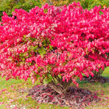 5 Live Dwarf Burning Bush Plants, 6-12 Inch Hardy Outdoor Ornamental Shrubs