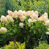 2 Pink Hydrangea Live Plants, 6-12 Inch Tall Shrubs With Large Pink Blooms