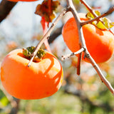 2 Potted Persimmon Fruit Tree Seedlings, Well Rooted, 8-12 Inches Tall