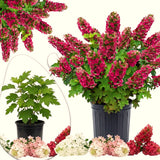 Compact Garden Hydrangea Live Shrub, Ruby Slipper, Plant In 4 Inch Pot