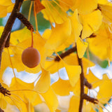 Live Ginkgo Tree, 6-12 Inch Hardy Ornamental Plant For Garden Or Patio Use