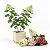 Live Oakleaf Hydrangea Shrub, White Flowers, 5-10 Inches Tall, Dormant Tree