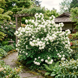 Live White Viburnum Shrub In 2.5 Inch Pot, Fast-Growing Outdoor Shrub Plant