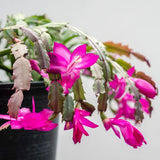 2 Live Purple Christmas Cactus Plants, 3-6 Inch Tall Indoor Houseplants