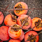 2 Live Persimmon Fruit Trees, Well-Rooted Plants, 1-2 Ft Tall, Dormant