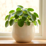 2 Live Pilea Peperomioides, 5-7 Inch Tall Money Houseplants For Indoors