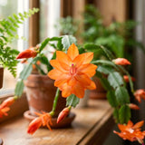 Orange Christmas Cactus Live Plant, 4-7 Inches, Indoor Home Decoration