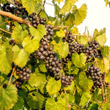 2 Black Muscadine Grape Live Vines, 5-8 Inch Tall Fruit Plants For Growing