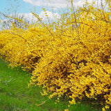 Live Lynwood Gold Forsythia Shrub, 6-13 Inch Yellow Outdoor Landscape Plant