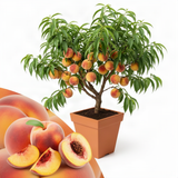 Live Peach Fruit Tree In 1 Gallon Pot, 20-26 Inches Tall For Home Gardens