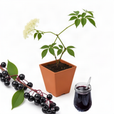 Live Elderberry Fruit Shrub, 4-8 Inches Tall In 4 Inch Pot, Hardy Plant