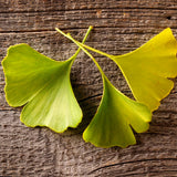 Live Ginkgo Tree, 6-12 Inch Hardy Plant For Ornamental Garden Landscapes