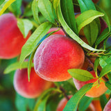 Sweet Peach Live Tree Plant For Garden, 20-26 Inches Tall, 1 Gallon Pot