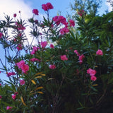 2 Hardy Pink Oleander Live Plants, Well-Rooted Shrubs, 4-6 Inches Tall