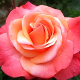 Live Coral Rose Bush, 5-10 Inch Heirloom Plant For Beds And Containers
