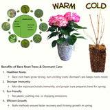 Oakleaf Hydrangea Live Plant, Hardy Flowering Shrub Tree, 6-12 Inches Tall
