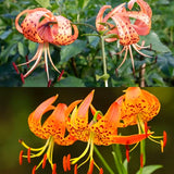 10 Orange Turks Cap Lily Bulbs, Tiger Lily Live Flowers For Outdoor Beds