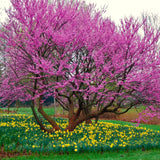 Cold Hardy Eastern Redbud Live Tree, Deciduous Spring Flowering Planting