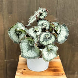 3 Live Begonia Maculata Plants, Silver Green Angel Wing, 5-9 Inches Tall