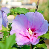 Ornamental Pink Althea Rose Of Sharon Shrub, Live Plant, 6-12 Inches Tall