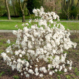 Live Star Magnolia Flower Tree, 6-12 Inches Tall In 2.5-Inch Nursery Pot