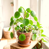 Live Money Plant, 4-6 Inch Pilea Peperomioides Indoor Houseplant D��cor