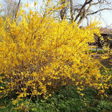 2 Live Lynwood Gold Forsythia Plants, 6-12 Inch Bareroot Garden Hedges